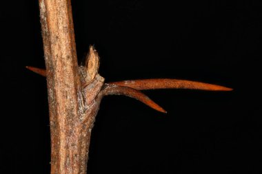 Barberry (Berberis vulgaris). Ek Bud Yakın Çekimi