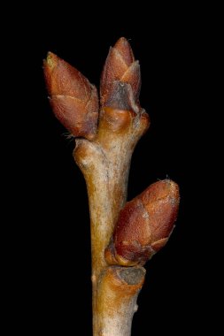 Vahşi kiraz (Prunus avium). Uçbirim ve Yan Tomurcuklar Kapanış