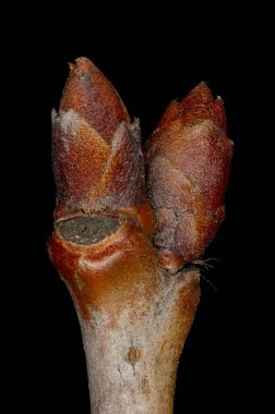 Vahşi kiraz (Prunus avium). Terminal Tomurcukları Kapatma