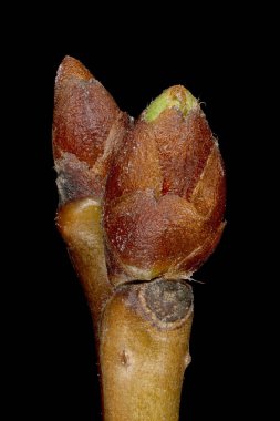 Vahşi kiraz (Prunus avium). Terminal Tomurcukları Kapatma