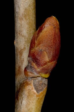 Vahşi kiraz (Prunus avium). Ek Bud Yakın Çekimi