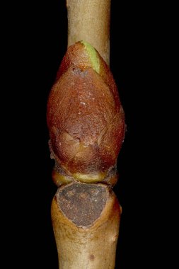 Vahşi kiraz (Prunus avium). Ek Bud Yakın Çekimi