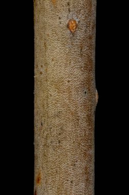 Vahşi kiraz (Prunus avium). Dal Ayrıntısı Kapatma