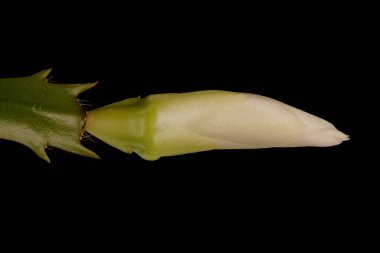 Sahte Noel Kaktüsü (Schlumbergera truncata). Çiçek Bud Kapanışı