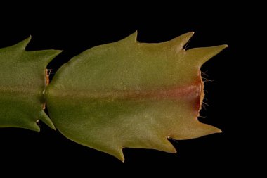 Sahte Noel Kaktüsü (Schlumbergera truncata). Cladodes Kapanışı
