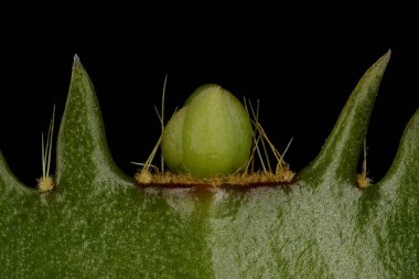 Sahte Noel Kaktüsü (Schlumbergera truncata). Çiçek Bud ve Cladode Zirvesi Kapanışı