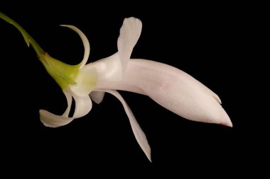 Sahte Noel Kaktüsü (Schlumbergera truncata). Çiçek Bud Kapanışı