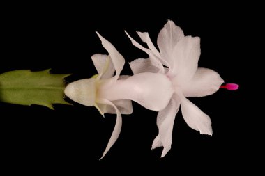 Sahte Noel Kaktüsü (Schlumbergera truncata). Çiçek Kapanışı