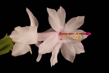 Sahte Noel Kaktüsü (Schlumbergera truncata). Çiçek Kapanışı