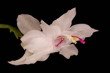 Sahte Noel Kaktüsü (Schlumbergera truncata). Çiçek Kapanışı