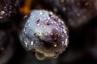 Üzüm izole makro resim