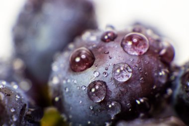 Üzüm izole makro resim