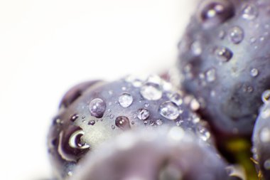 Üzüm izole makro resim