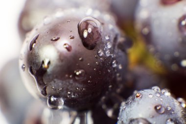 Üzüm izole makro resim