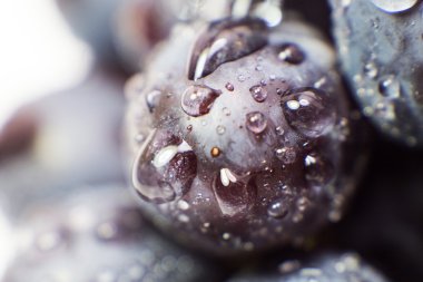 Üzüm izole makro resim