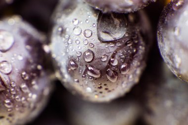 Üzüm izole makro resim