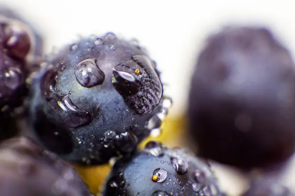 Grape isolated macro picture — Stock Photo, Image