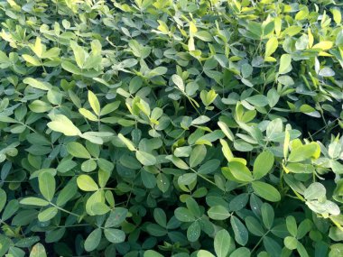 Fıstık tarlası, Fıstık Tarlası, Fıstık Ağacı, Fıstık tarlası, Hindistan 'da tarım arazisi.