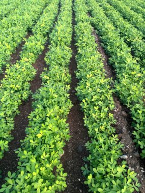 Fıstık tarlaları, ağaç çalıları ve arkasında bulutlu mavi bir gökyüzü.