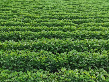 Fıstık tarlası, Fıstık Tarlası, Fıstık Ağacı, Fıstık tarlası, Hindistan 'da tarım arazisi.