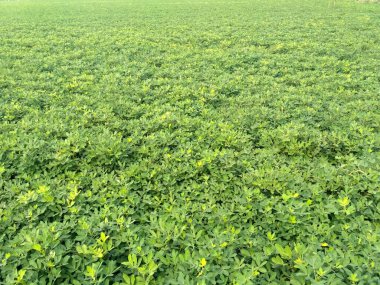 Fıstık tarlaları, ağaç çalıları ve arkasında bulutlu mavi bir gökyüzü.