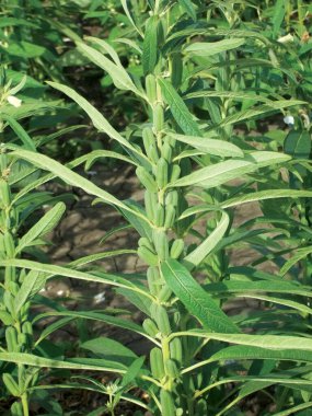 Susam tohumu çiftliği, yeşil tarlalarda yetişen susam mahsulleri Till, Flowers, Susam bitkisinin büyümesi.