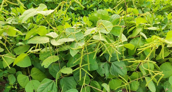 Cultivo Feijão Mung Verde Perto Campo Agrícola Vagens Verdes Feijão — Fotografia de Stock