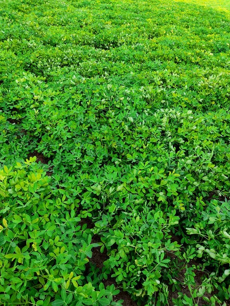 Peternakan Kacang Tanah Peanut Field Pohon Kacang Peanuts Lahan Perkebunan — Stok Foto