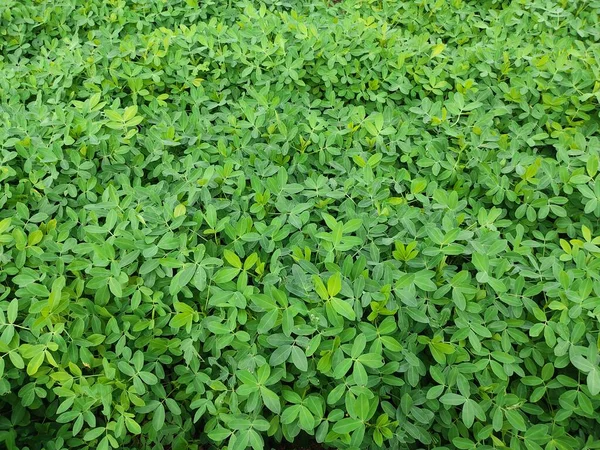 Fazenda Amendoins Cultivos Agrícolas Orgânicos Índia Várias Camadas Montanhas Adicionam — Fotografia de Stock