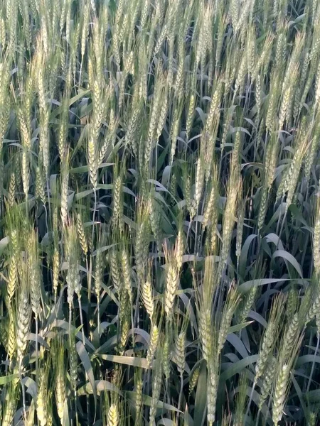 Пшеничное Поле Золотая Пшеничная Ферма Завод Зеленые Зерновые Культуры Поле — стоковое фото