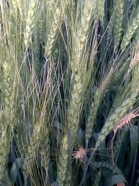 Wheat crop field, golden wheat farm, plant, Green cereal crops, Field of Wheat, Barley or Rye, ears of wheat