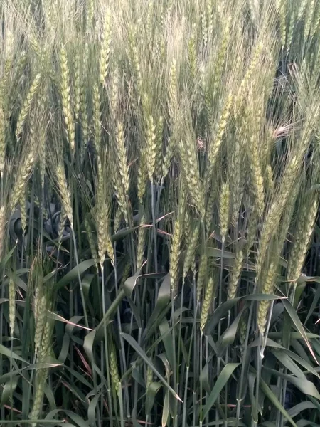 Wheat crop field, golden wheat farm, plant, Green cereal crops, Field of Wheat, Barley or Rye, ears of wheat