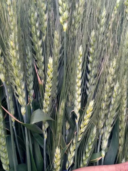 Wheat crop field, golden wheat farm, plant, Green cereal crops, Field of Wheat, Barley or Rye, ears of wheat