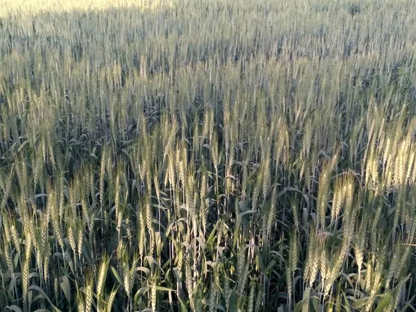 Wheat crop field, golden wheat farm, plant, Green cereal crops, Field of Wheat, Barley or Rye, ears of wheat