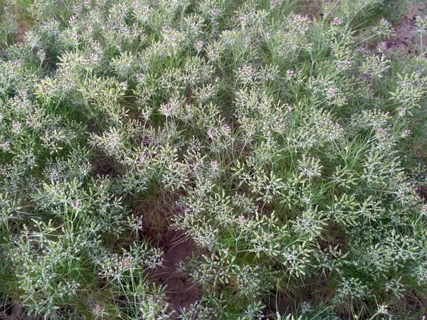 Αγροτεμάχιο Κύμινου Φρέσκο Φυτό Του Αγροκτήματος Σπόρων Κύμινου Που Αναπτύσσεται Εικόνα Αρχείου
