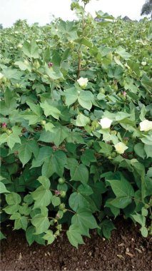 Tarlada yetişen genç pamuk bitkileri.