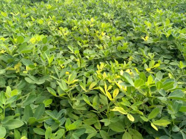 Fıstık tarlası, Fıstık Tarlası, Fıstık Ağacı, Fıstık tarlası, Hindistan 'da tarım arazisi.