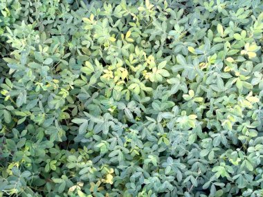 Fıstık tarlası, Fıstık Tarlası, Fıstık Ağacı, Fıstık tarlası, Hindistan 'da tarım arazisi.