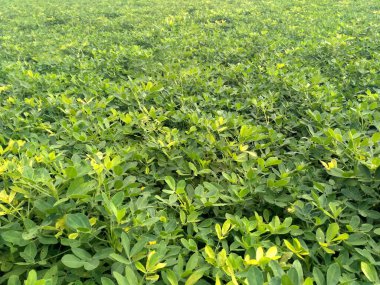 Fıstık tarlası, Fıstık Tarlası, Fıstık Ağacı, Fıstık tarlası, Hindistan 'da tarım arazisi.