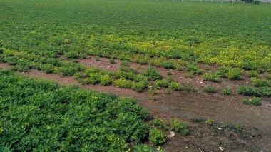 Fıstık tarlası, Fıstık Tarlası, Fıstık Ağacı, Fıstık tarlası, Hindistan 'da tarım arazisi.