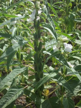 Susam tohumu çiftliği, yeşil tarlalarda yetişen susam mahsulleri Till, Flowers, Susam bitkisinin büyümesi.