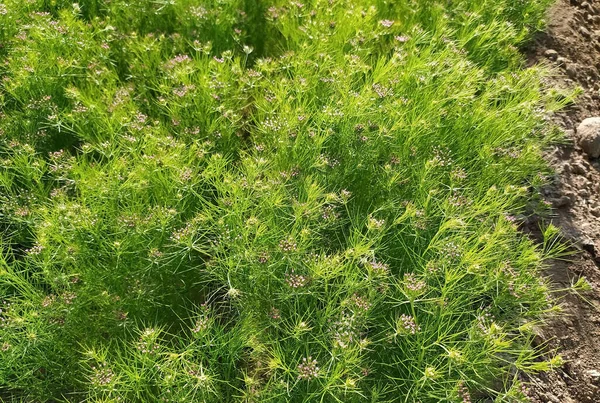 Куминское Посевное Поле Свежее Растение Фермы Выращиванию Семян Кумина Произрастающее — стоковое фото