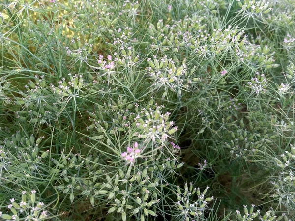 Cumin Crop Field Čerstvá Rostlina Cumin Seed Farm Pěstování Zemědělství — Stock fotografie