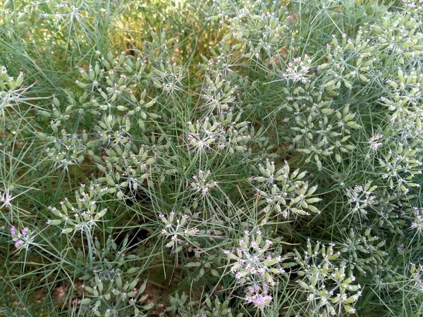 Cumin Crop Field Plante Fraîche Cumin Ferme Semences Dans Agriculture — Photo