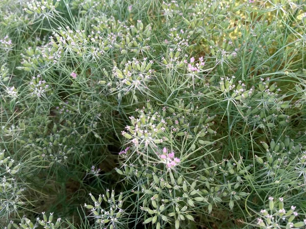 Campo Cultivo Comino Planta Fresca Granja Semillas Comino Que Crece —  Fotos de Stock