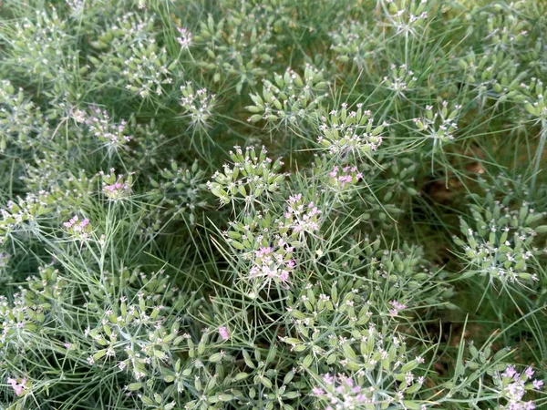 Cumin Crop Field Čerstvá Rostlina Cumin Seed Farm Pěstování Zemědělství — Stock fotografie