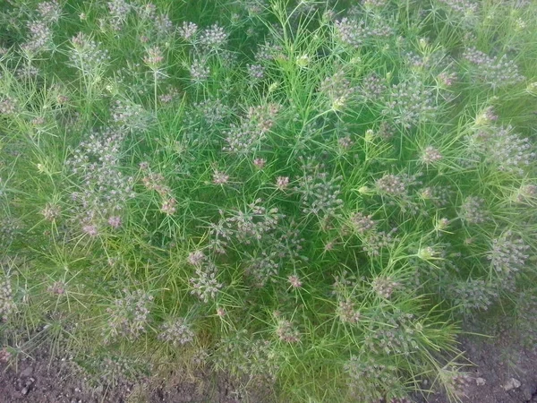 Cumin Crop Field Čerstvá Rostlina Cumin Seed Farm Pěstování Zemědělství — Stock fotografie