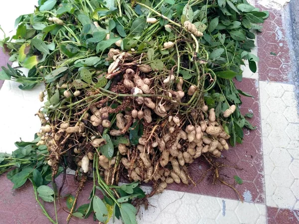 Plantas Frescas Cacahuete Con Raíces Cultivo Cacahuete — Foto de Stock