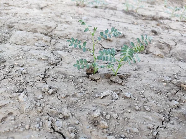 农场种植幼龄鹰嘴豆 — 图库照片