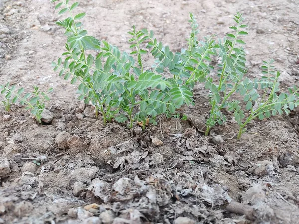 农场种植幼龄鹰嘴豆 — 图库照片